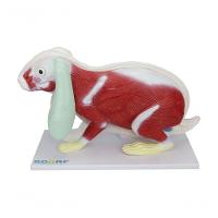 Anatomia do Coelho em 9 Partes - 1