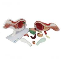 Anatomia do Coelho em 9 Partes