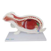 Anatomia do Coelho em 9 Partes - 8