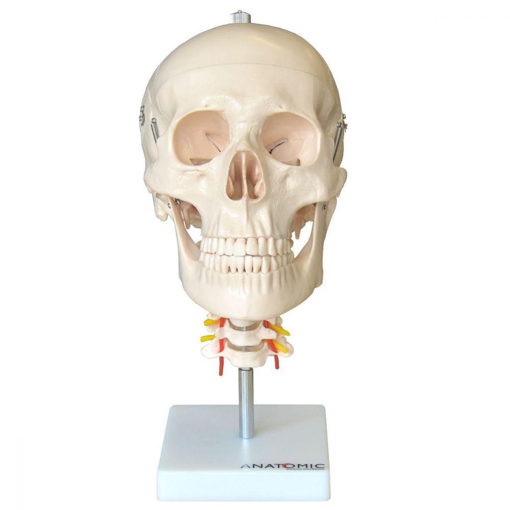 Crânio Humano com Coluna Cervical Anatomia - 1
