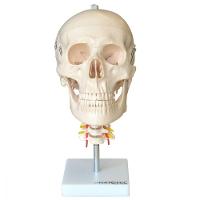 Crânio Humano com Coluna Cervical Anatomia - 1