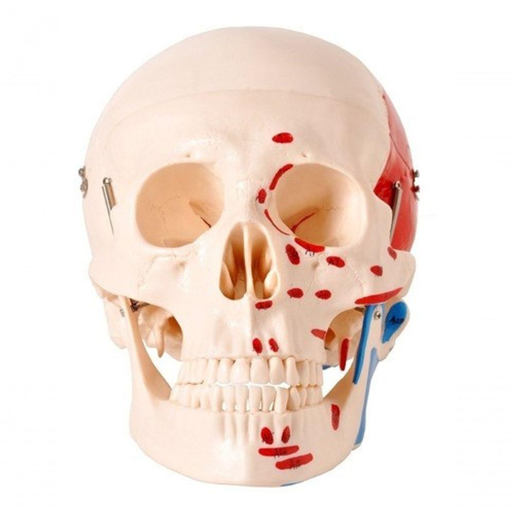 Crânio Humano Numerado Origens Inserções Musculares 2 Partes - 1