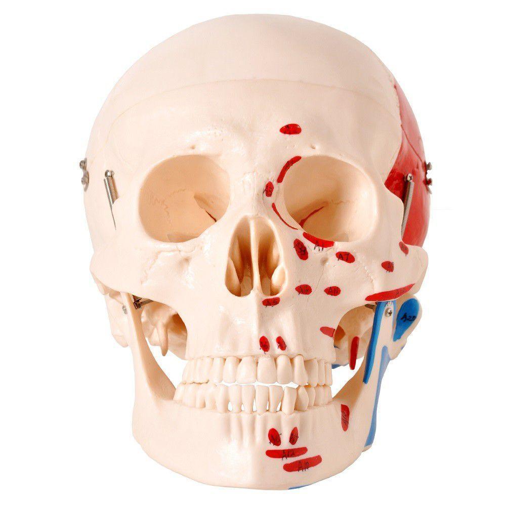 Crânio Humano Numerado Origens Inserções Musculares 2 Partes - 2