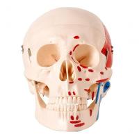Crânio Humano Numerado Origens Inserções Musculares 2 Partes - 1