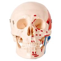 Crânio Humano Numerado Origens Inserções Musculares 2 Partes