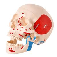 Crânio Humano Numerado Origens Inserções Musculares 2 Partes - 5