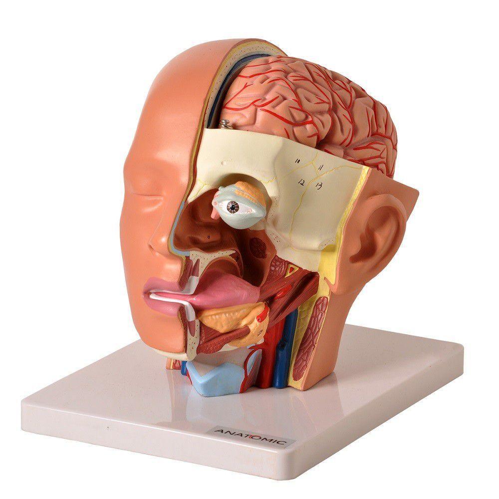 Cabeça Humana com Caixa Craniana Cérebro e Crânio 4 Partes - 2