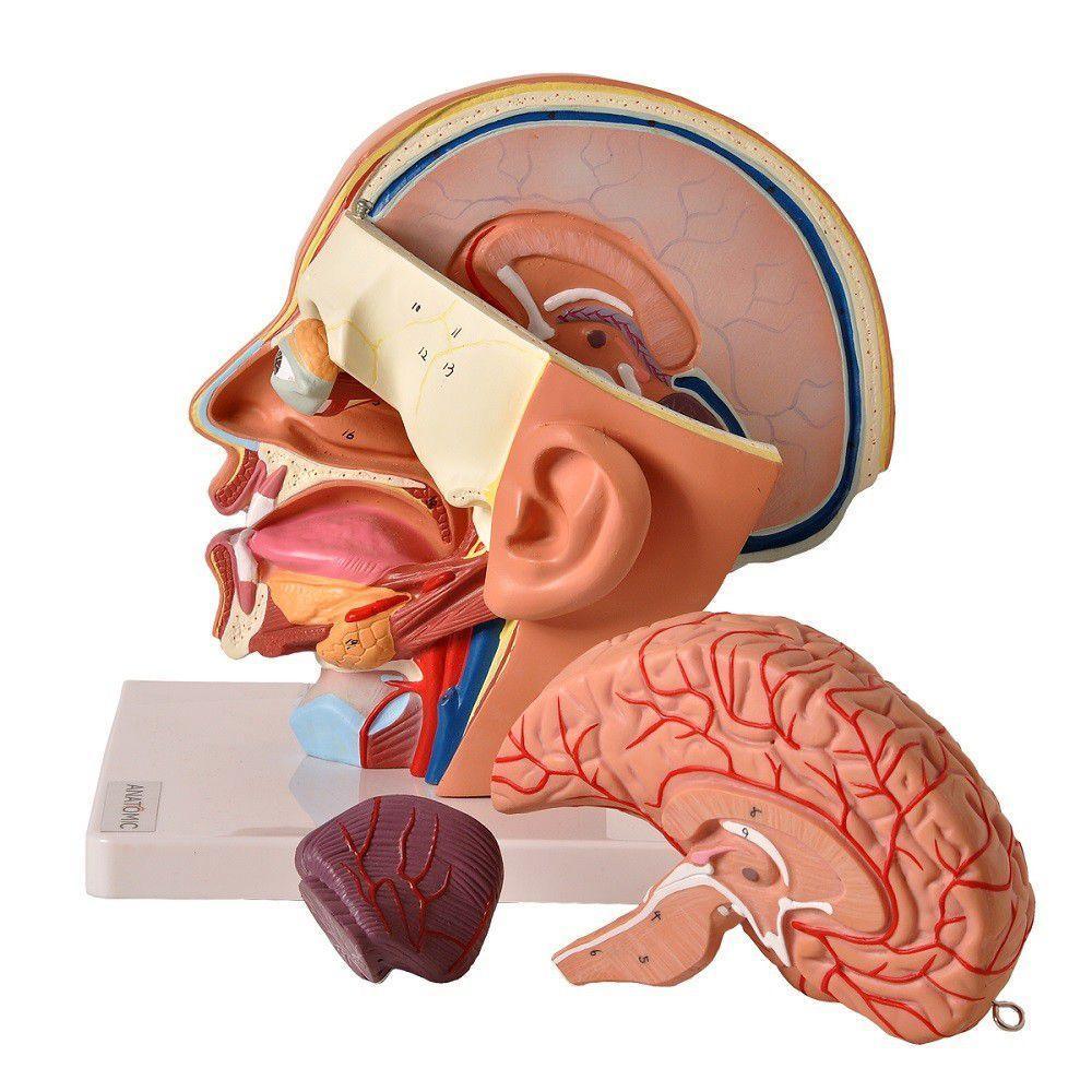 Cabeça Humana com Caixa Craniana Cérebro e Crânio 4 Partes - 3