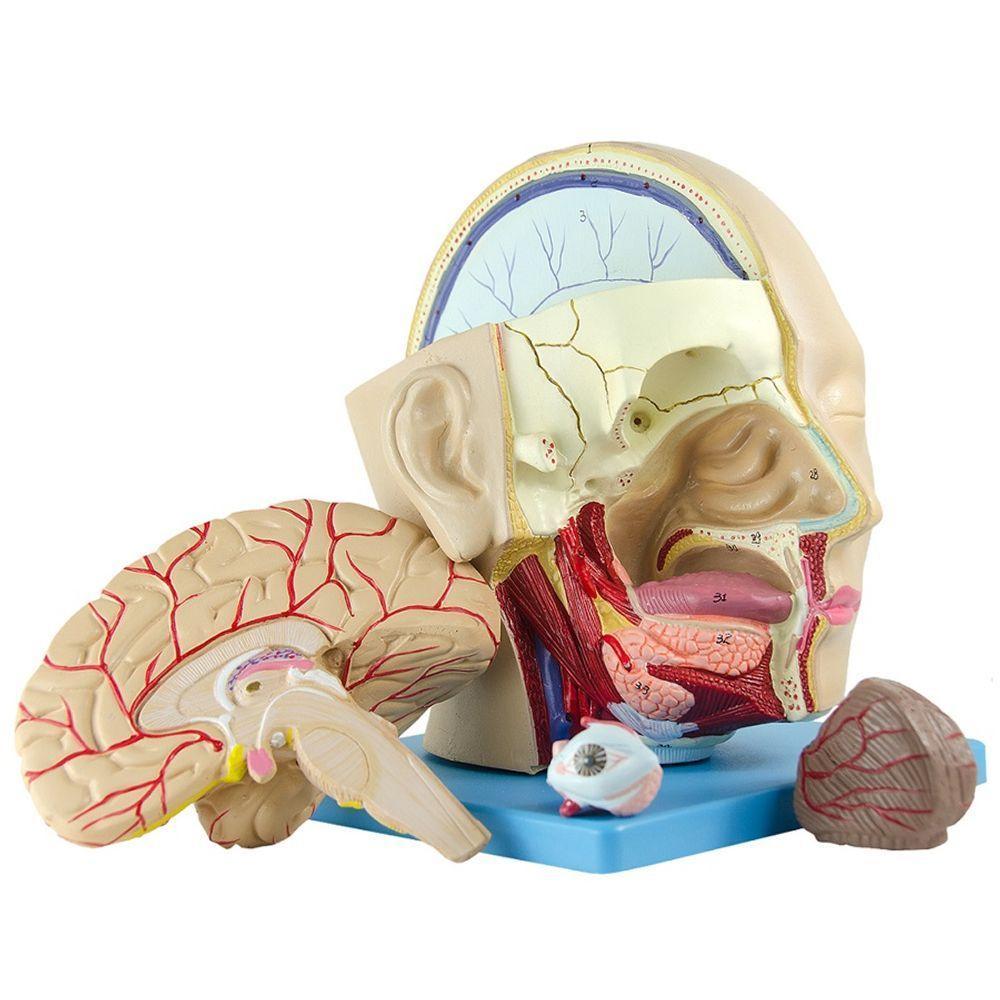 Cabeça Humana com Caixa Craniana Cérebro e Crânio 4 Partes - 4