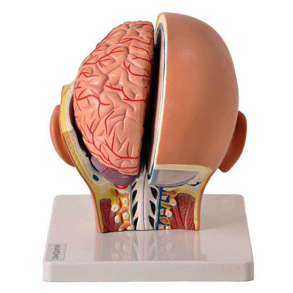 Cabeça Humana com Caixa Craniana Cérebro e Crânio 4 Partes - 5