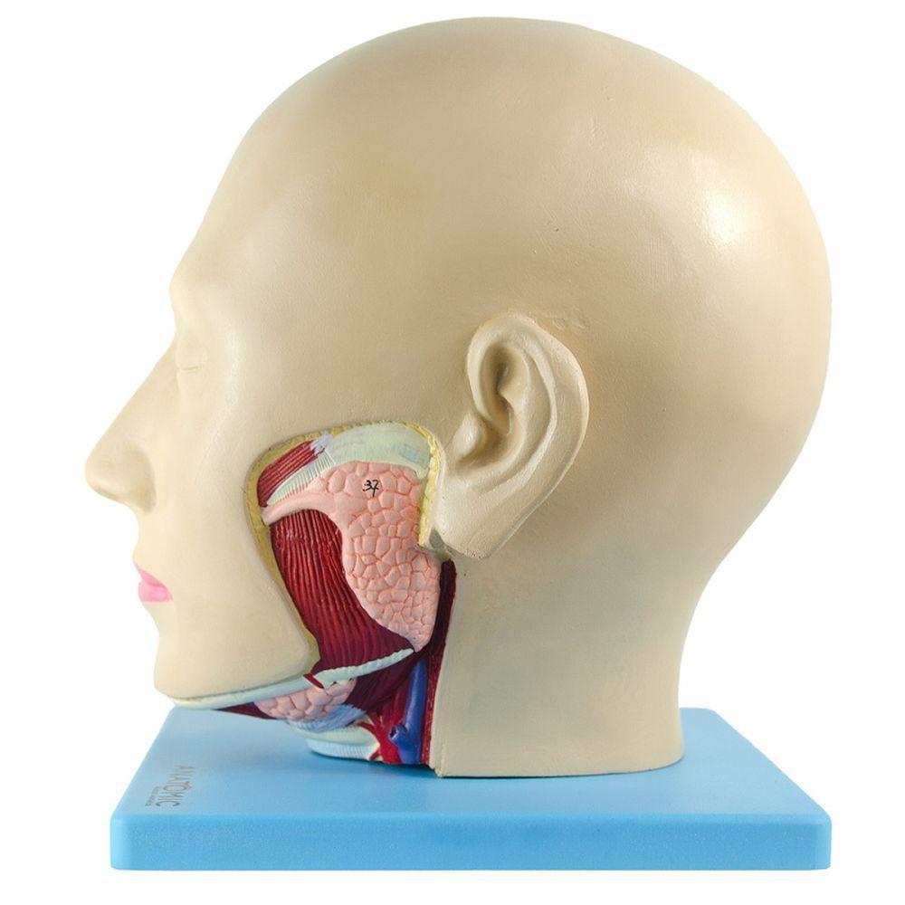 Cabeça Humana com Caixa Craniana Cérebro e Crânio 4 Partes - 6