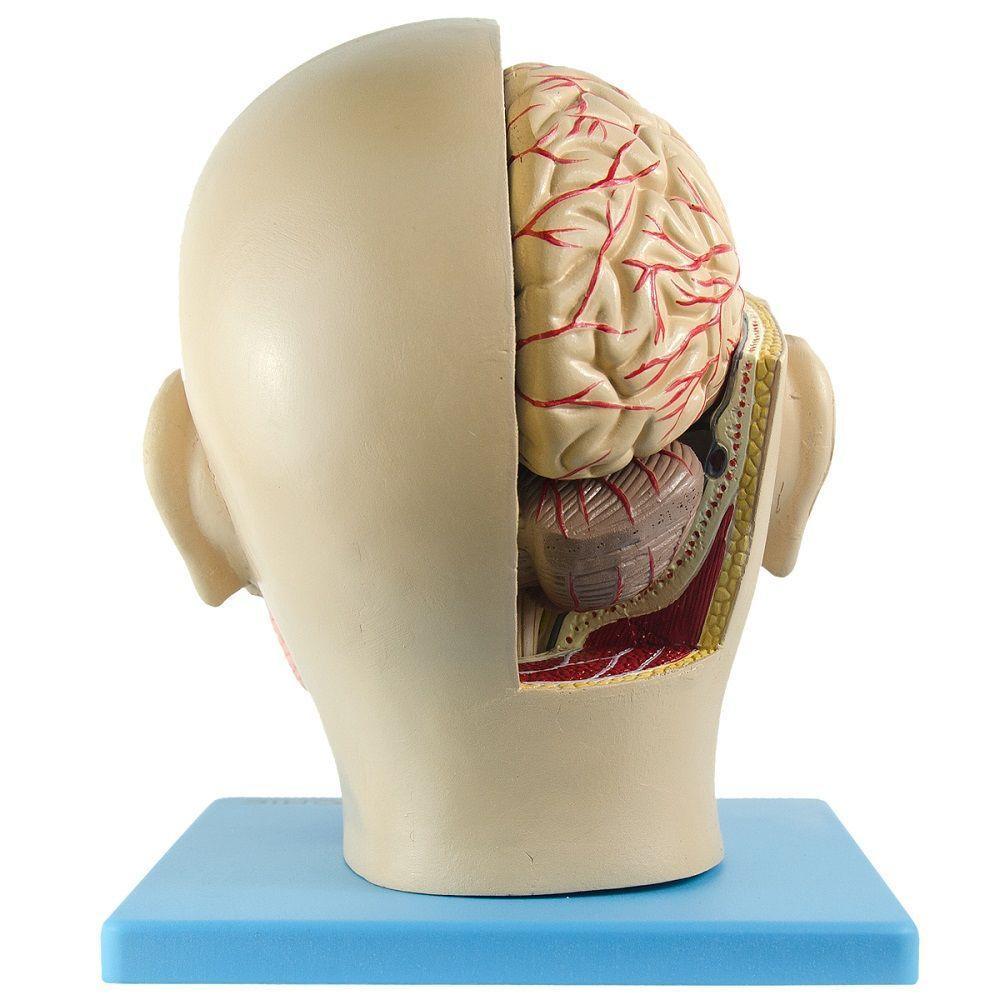 Cabeça Humana com Caixa Craniana Cérebro e Crânio 4 Partes - 7