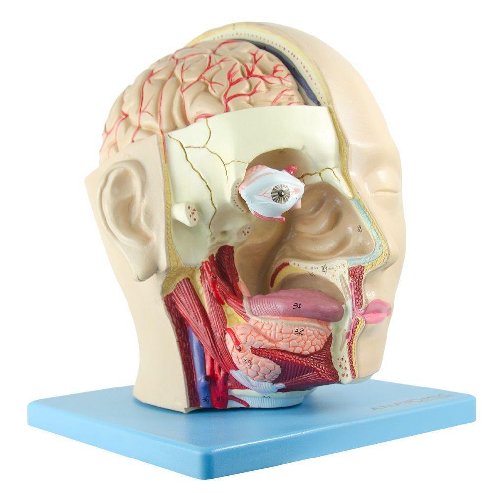 Cabeça Humana com Caixa Craniana Cérebro e Crânio 4 Partes - 9