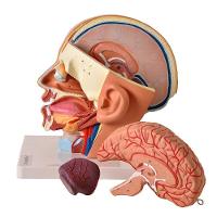 Cabeça Humana com Caixa Craniana Cérebro e Crânio 4 Partes - 5