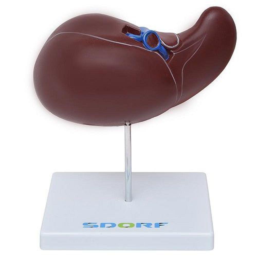 Figado Humano Modelo Luxo Anatomia - 1