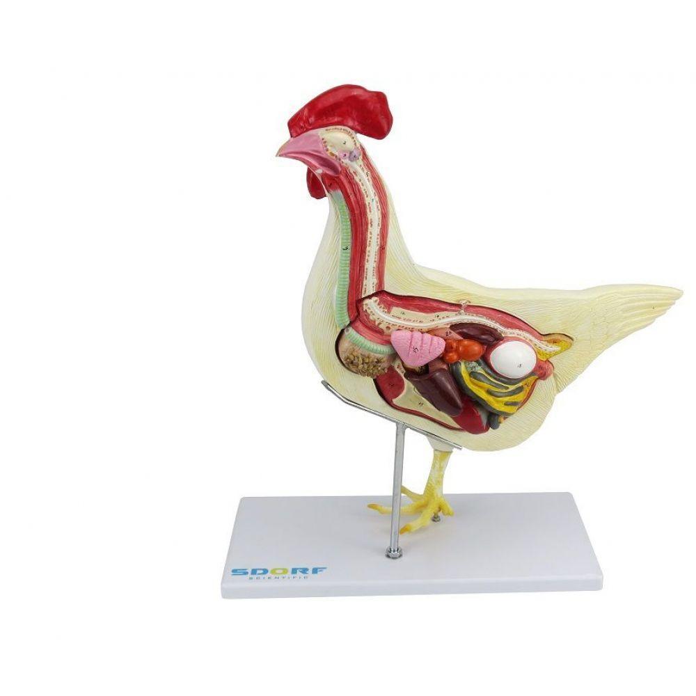 Anatomia da Galinha em 6 Partes - 2