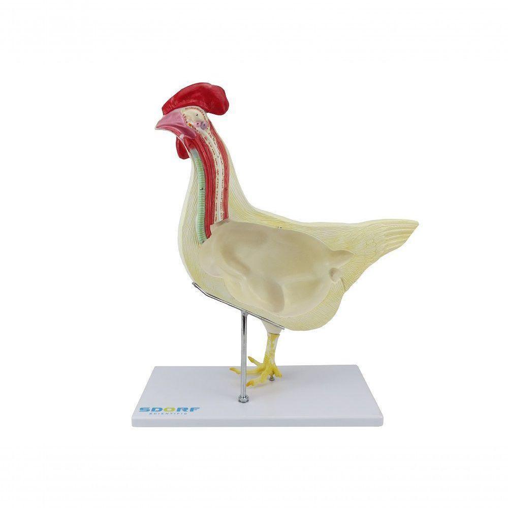 Anatomia da Galinha em 6 Partes - 3