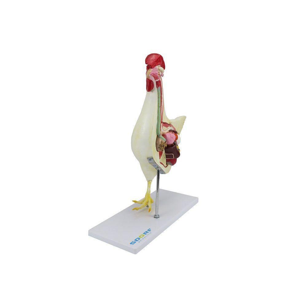 Anatomia da Galinha em 6 Partes - 4