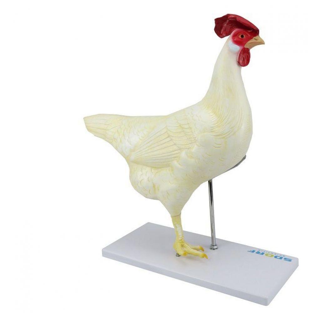 Anatomia da Galinha em 6 Partes - 5