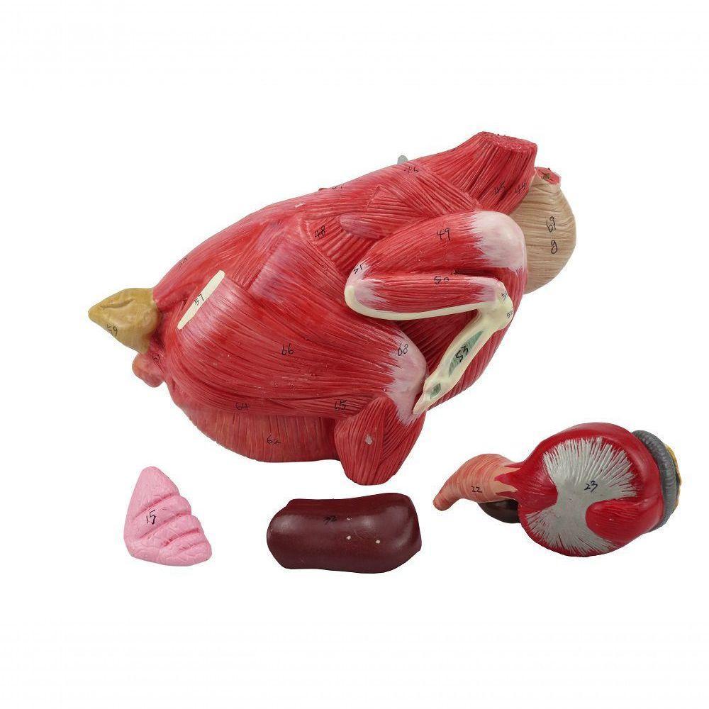 Anatomia da Galinha em 6 Partes - 6