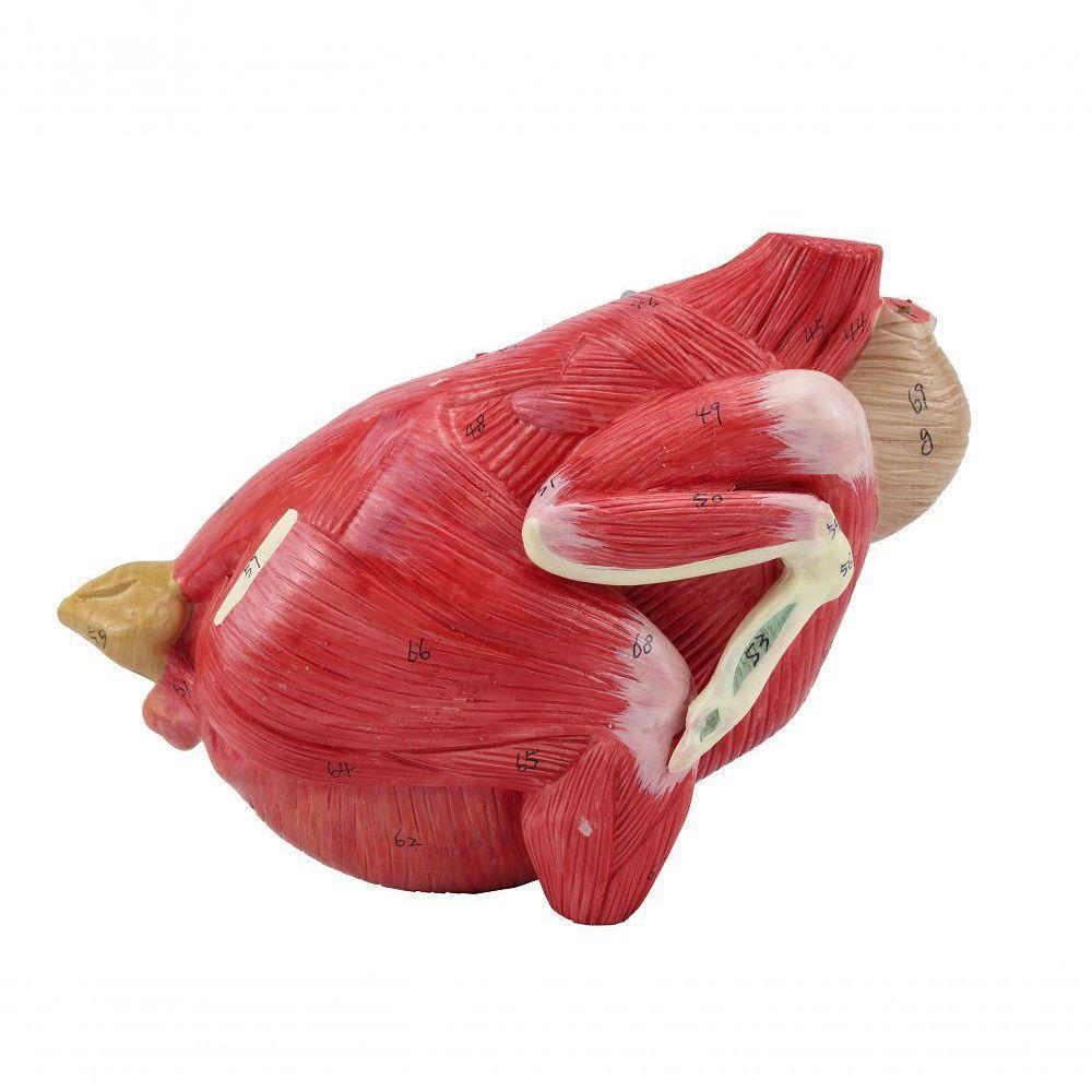 Anatomia da Galinha em 6 Partes - 8