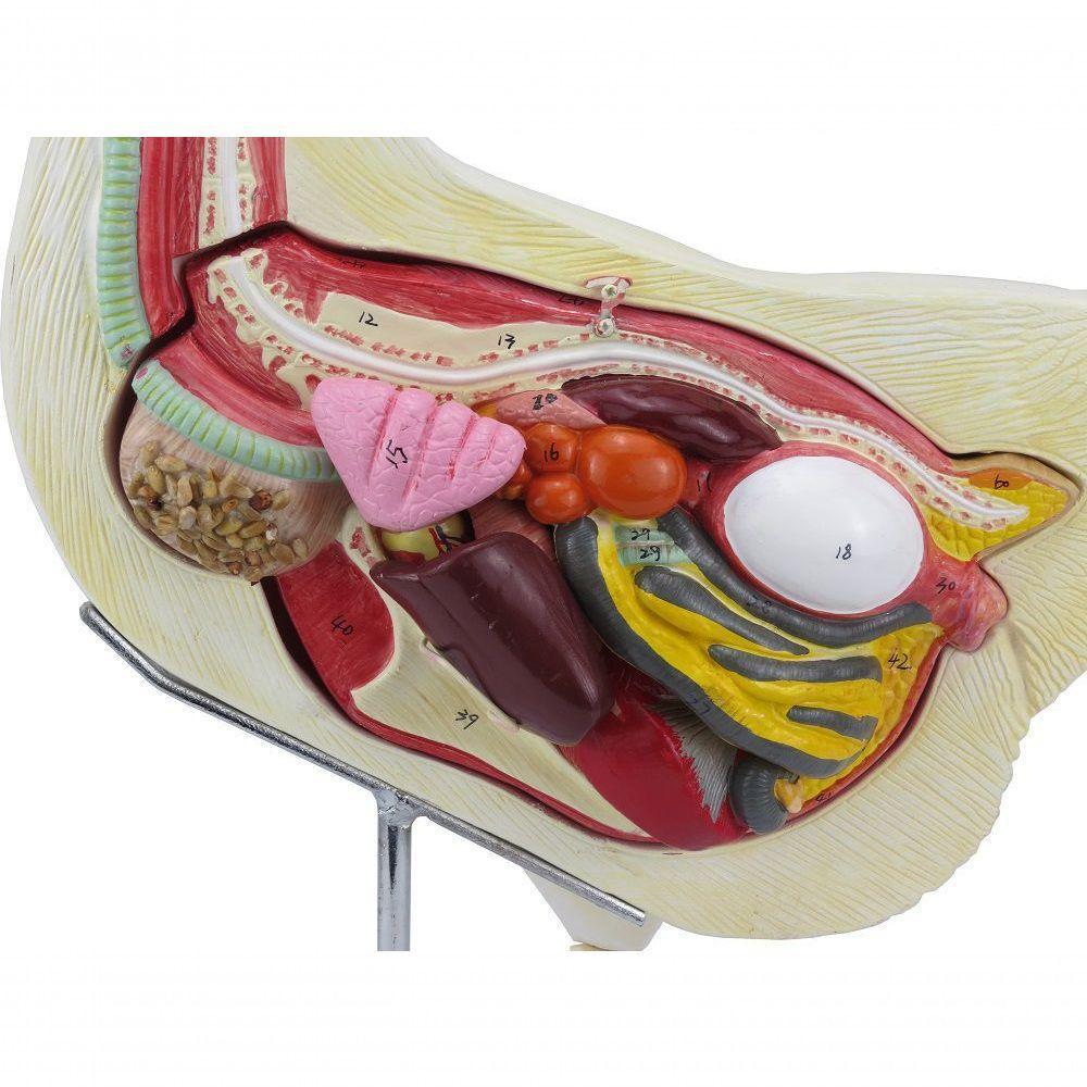 Anatomia da Galinha em 6 Partes - 9