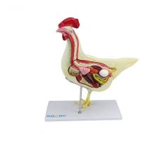 Anatomia da Galinha em 6 Partes - 1