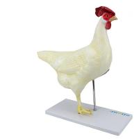 Anatomia da Galinha em 6 Partes - 5