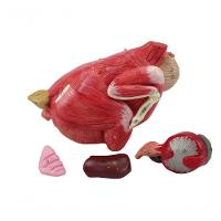 Anatomia da Galinha em 6 Partes - 6