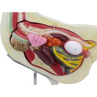 Anatomia da Galinha em 6 Partes - 7