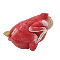 Anatomia da Galinha em 6 Partes - 8