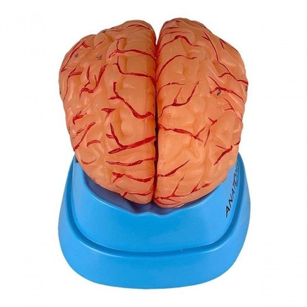 Cérebro Humano com Artérias em 9 Partes - 4