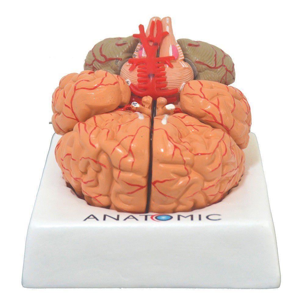 Cérebro Humano com Artérias em 9 Partes - 5