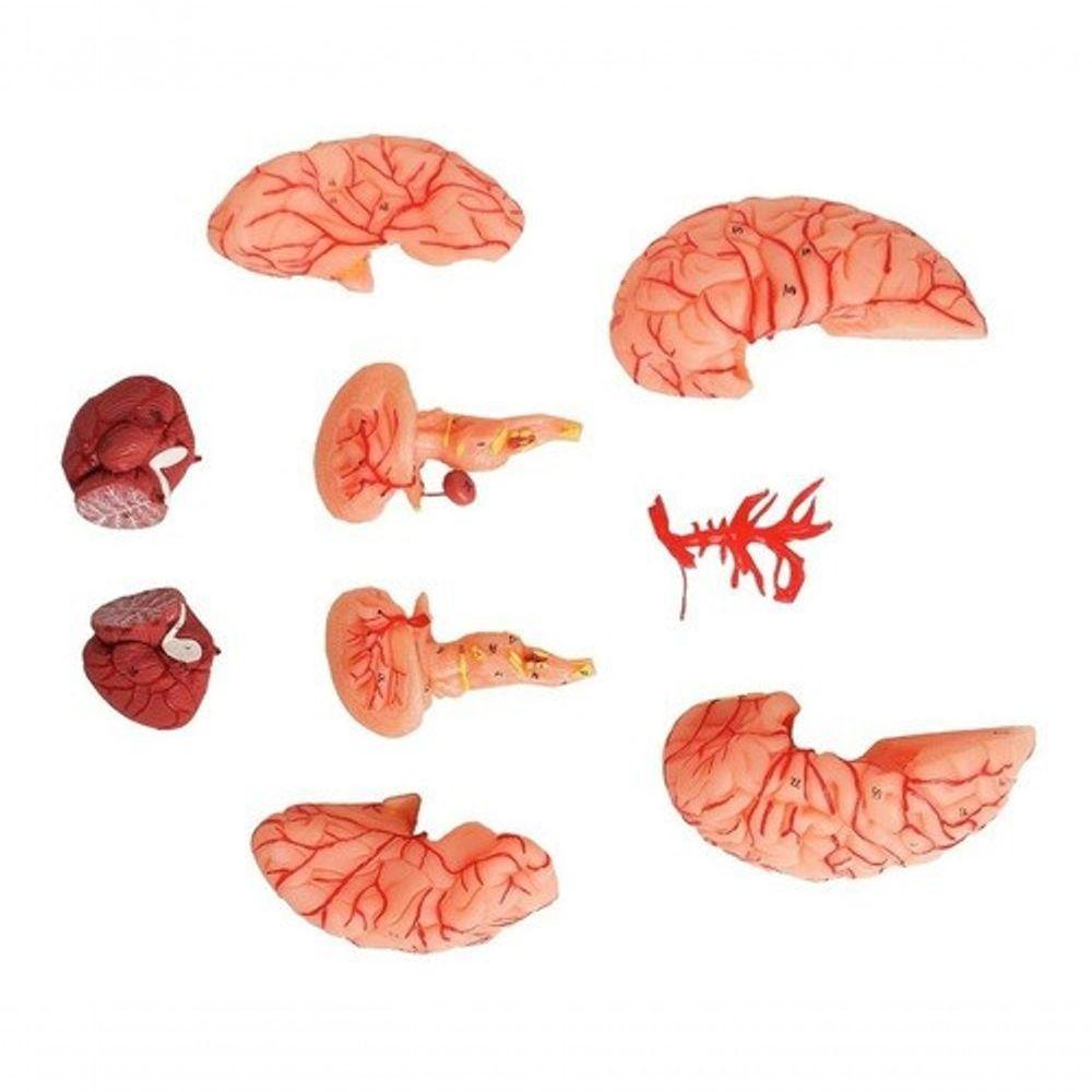 Cérebro Humano com Artérias em 9 Partes - 6