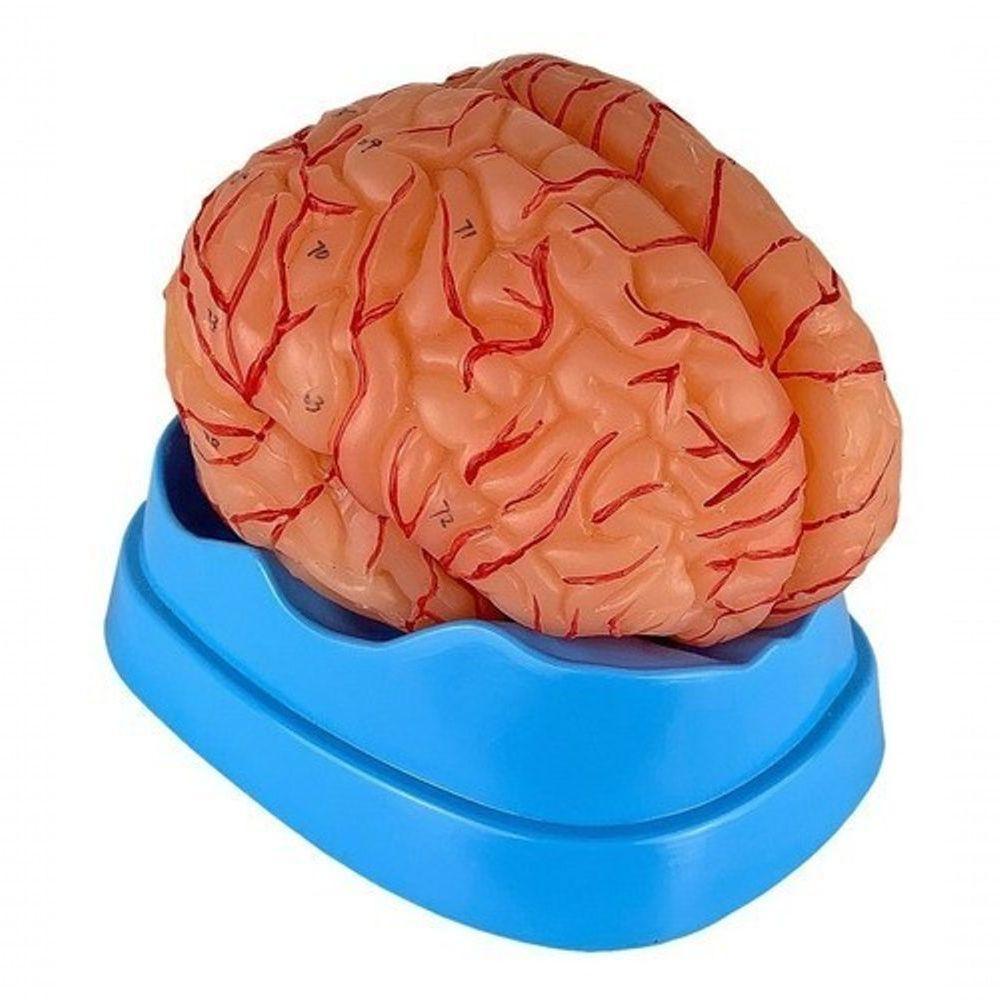 Cérebro Humano com Artérias em 9 Partes - 7