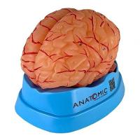 Cérebro Humano com Artérias em 9 Partes - 1