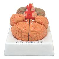 Cérebro Humano com Artérias em 9 Partes - 9