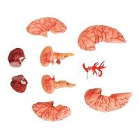 Cérebro Humano com Artérias em 9 Partes - 11