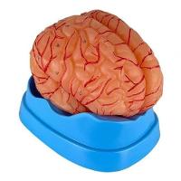 Cérebro Humano com Artérias em 9 Partes - 13