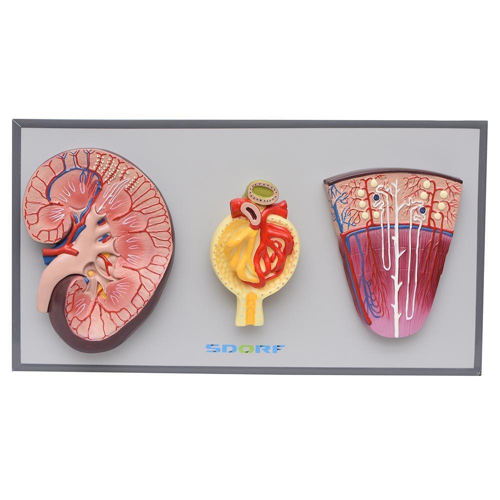 Rim, Néfrons E Glomérulos Em Prancha Modelo Anatomia - 1