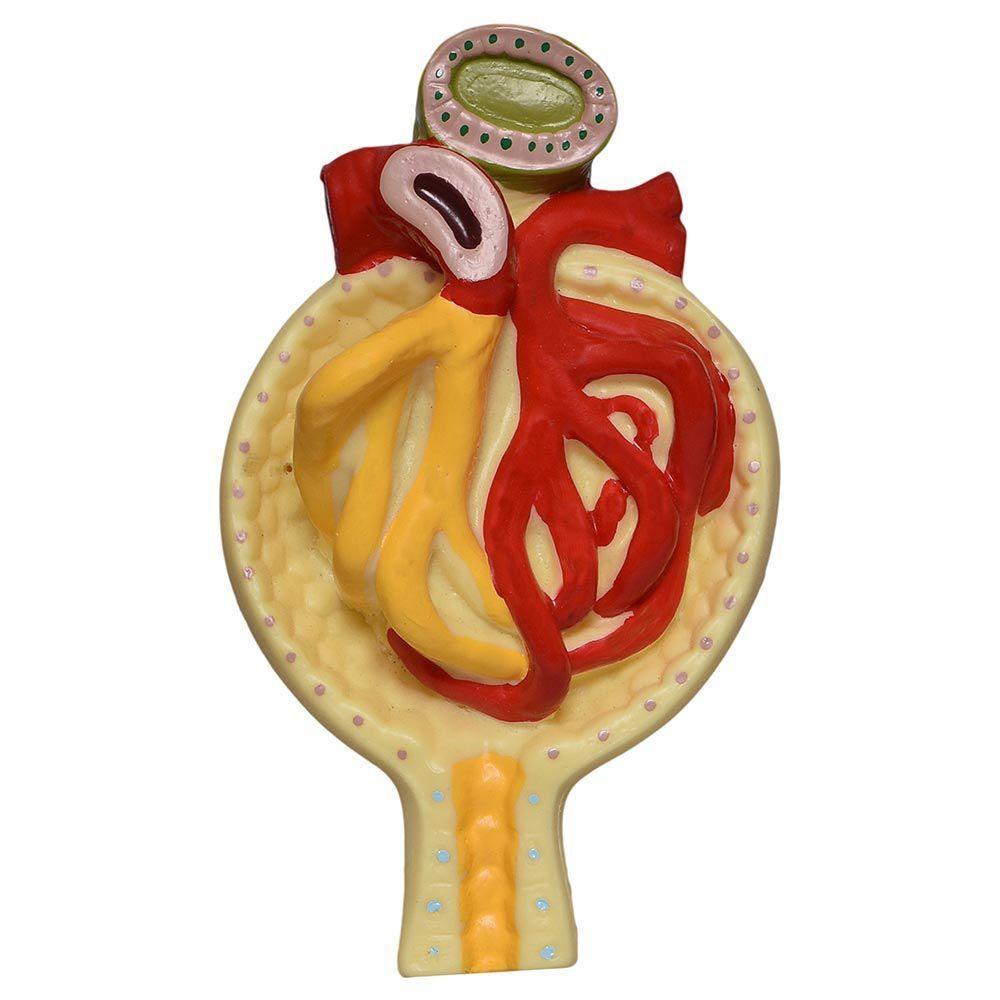 Rim, Néfrons E Glomérulos Em Prancha Modelo Anatomia - 2