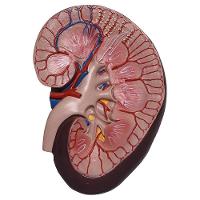 Rim, Néfrons E Glomérulos Em Prancha Modelo Anatomia - 4