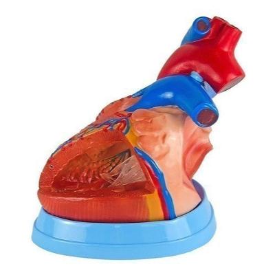 Coração Humano Ampliado 3X O Tamanho Natural 5 Partes