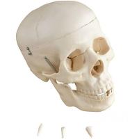 Crânio Humano Mandíbula E Calota Móvel E 3 Dentes Móveis - 1