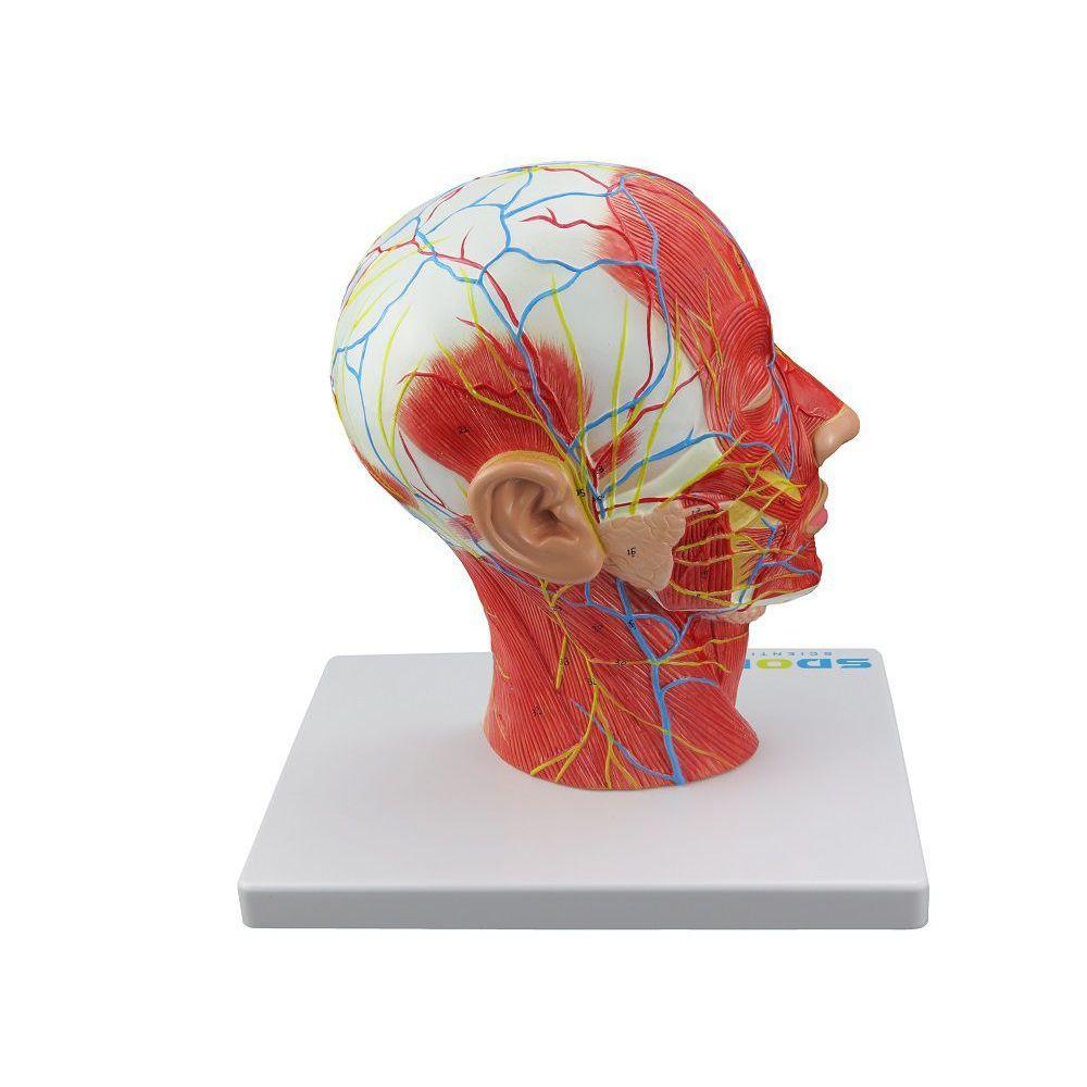 Cabeça Musculada com Corte Sagital Metade - 1