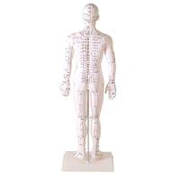 Manequim Acupuntura Masculino 50cm - 5