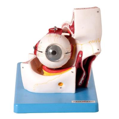 Olho Em Órbita Ampliado 3x Em 10 Partes, Anatomia