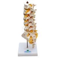 Coluna Lombar Esqueleto Modelo Anatomia - 3