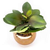 Vaso Decorativo Dourado Com Suculenta Artificial Folha Baixa 15x8 Cm F04 - D'rossi - 1