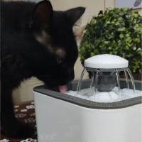 Bebedouro Fonte Agua Filtro Gatos 2.5 Litros Cachorro Caes Pet - 2